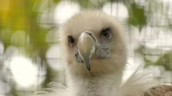 Portrait of a Eurasian griffon vulture (Gyps fulvus) sitting on a branch