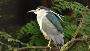 The black-crowned night heron (Nycticorax nycticorax) sits on a branch in the park.