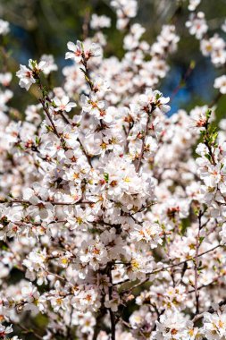 Yeşil çimenler ve ağaçlarla çevrili bir parkta açık beyaz ve pembe çiçekli bir badem ağacı..