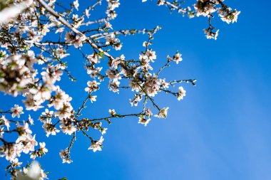 Yeşil çimenler ve ağaçlarla çevrili bir parkta açık beyaz ve pembe çiçekli bir badem ağacı..