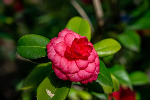 Κοντινή Εικόνα Ενός Ανοιχτού Κόκκινου Λουλουδιού Ένα Δέντρο Camellia Japonica — Φωτογραφία Αρχείου