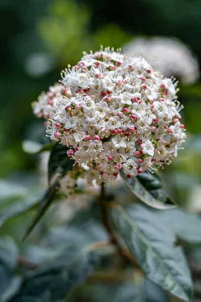 Viburnum lantana beyaz infloresans çiçekli bir bitkinin yakın plan görüntüsü ve odak dışı kırmızı ampuller.