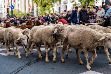 22 Ekim 2023. Madrid, İspanya. Yüzlerce koyun, keçi ve çoban Madrid 'in merkezinde yürüyor. Transhumance Ulusal Festivali' nde..
