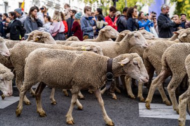 22 Ekim 2023. Madrid, İspanya. Yüzlerce koyun, keçi ve çoban Madrid 'in merkezinde yürüyor. Transhumance Ulusal Festivali' nde..
