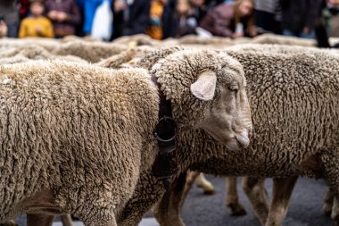 Madrid 'de, yüzlerce koyun ve keçinin yılda bir kez çobanlarıyla şehrin en merkezi sokaklarından geçtiği şeffaflık festivali..