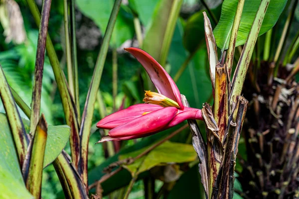 Flower of Musa mannii, attractive dwarf banana of the humid forests of northeastern India with diversified leaves with red main nerves.