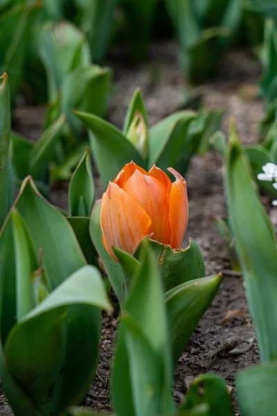Photo of an orange tulip bulb peeking out among the green leaves of surrounding tulips and plants planted in the ground.