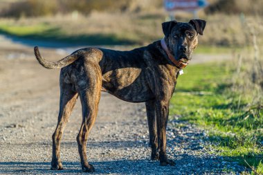 Kırsalda bir patikada enkartacionların kötü kalpli melezinin kahverengi ve siyah bir köpeğinin yatay fotoğrafı..