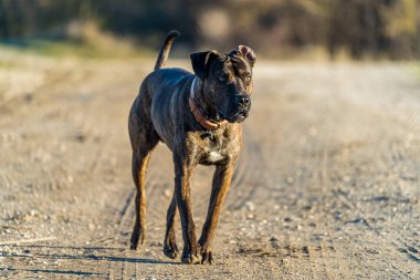Kırsal kesimdeki bir patikada kameraya doğru yürüyen kötü cinsten kahverengi ve siyah bir köpeğin yatay fotoğrafı..