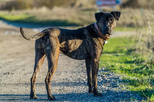 Kırsalda bir patikada enkartacionların kötü kalpli melezinin kahverengi ve siyah bir köpeğinin yatay fotoğrafı..