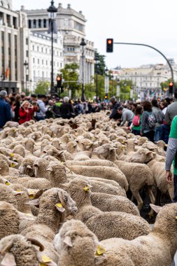Madrid, İspanya. 22 Ekim 2023. Madrid 'in merkezindeki Transhumance Festivali sırasında kalabalığın arasında yürüyen koyun ve keçi sürüsünün dikey görüntüsü.