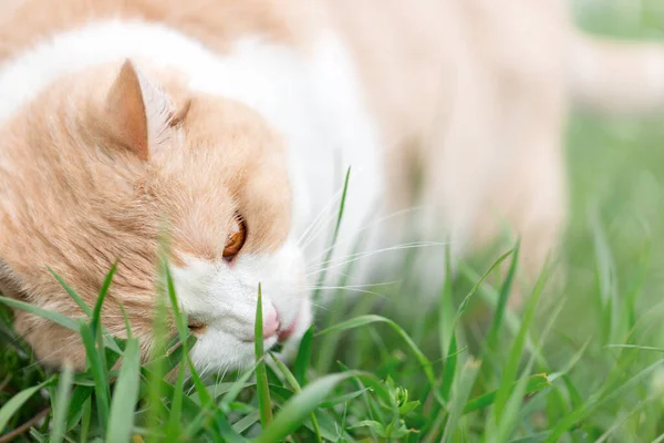 stock image A domestic cat eats fresh grass in nature. Scottish Straight white, red pet.