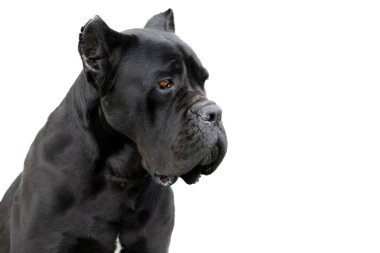 Safkan baston corso İtalyan siyah bekçi köpeği yetişkin beyaz izole edilmiş kulaklı. Safkan.