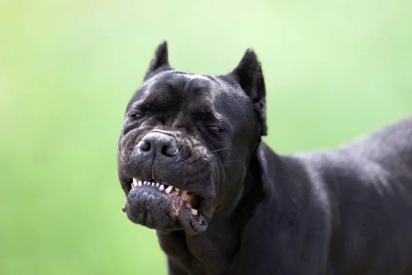 Czysta Trzcina Corso Włoski Czarny Pies Dorosły Zielonym Tle Natury — Zdjęcie stockowe