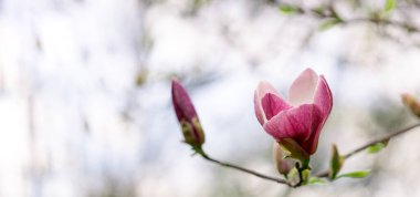 Magnolia soulangeana, baharda mor çiçek açan ağaç, büyük çiçekler.