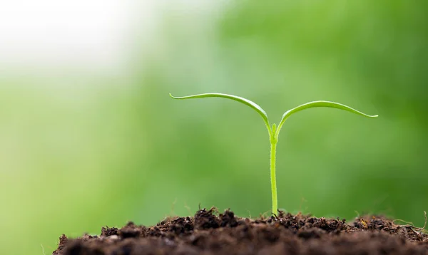 Bell Pepper Seedling Grows Soil Cultivation Bell Pepper Seedling Grows — Stock Photo, Image