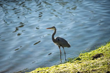 Güzel bir kuş zarif bir şekilde dingin bir su zeminine tünemiş. Görüntü, doğanın sükunetini ve zarafetini yakalar. Kuşu doğal ortamında ön plana çıkarır..