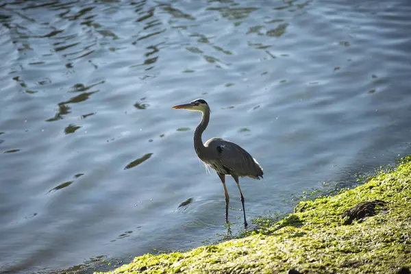 Güzel bir kuş zarif bir şekilde dingin bir su zeminine tünemiş. Görüntü, doğanın sükunetini ve zarafetini yakalar. Kuşu doğal ortamında ön plana çıkarır..