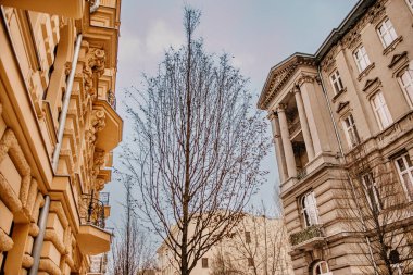 Saat kulesi olan bir binanın önündeki ağaç.