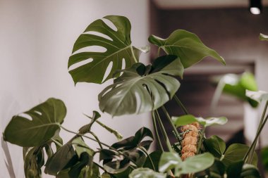 Tencerede ölü yaprak olan bir bitki.