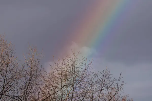 a rainbow in the sky with a tree in the foreground