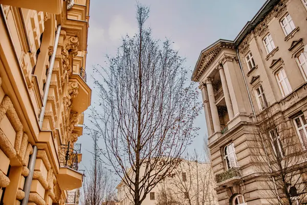 Saat kulesi olan bir binanın önündeki ağaç.