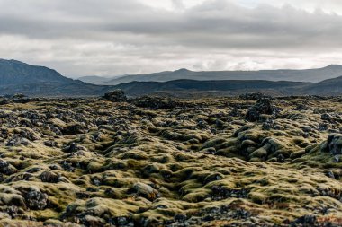 Kayalarla ve dağlarla kaplı bir yosun tarlası.