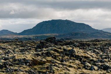 Yosun tarlasında duran yalnız bir at.