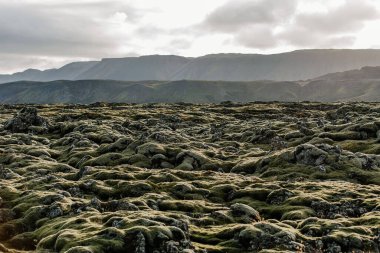 Arka planda dağlarla kaplı bir yosun tarlası.