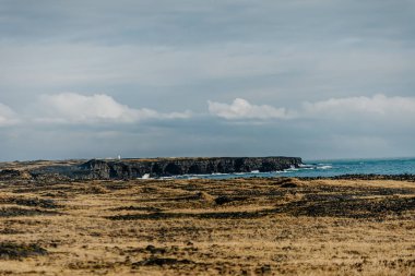 Yalnız bir at kayalık bir sahilde duruyor.