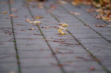 Kaldırımda yaprakları dökülmüş sarı bir yaprak.