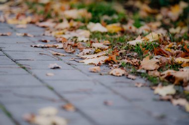 Üzerinde yapraklar ve yangın musluğu olan bir kaldırım.