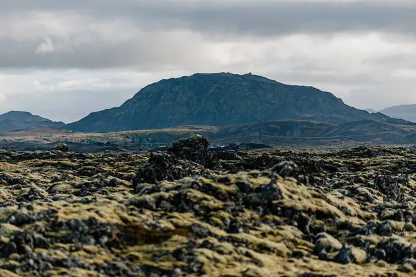 Yosun tarlasında duran yalnız bir at.