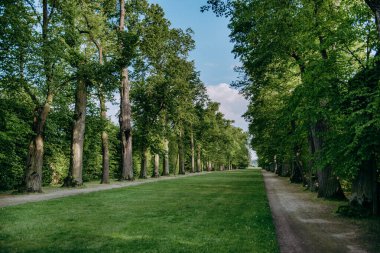Ağaçlar ve otlarla dolu bir parkın içinden bir patika.