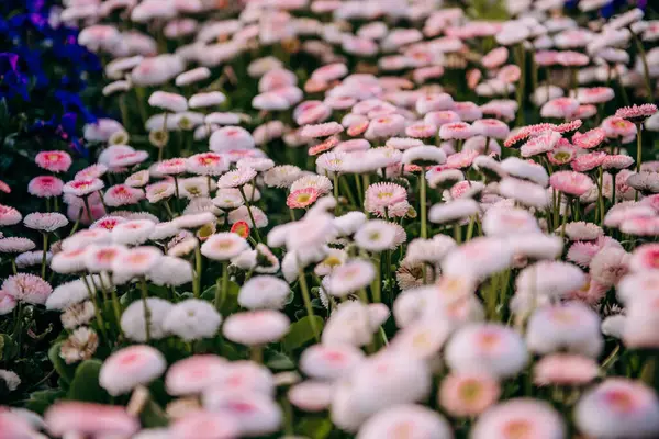 Arkasında mavi bir gökyüzü olan pembe ve beyaz bir çiçek tarlası.