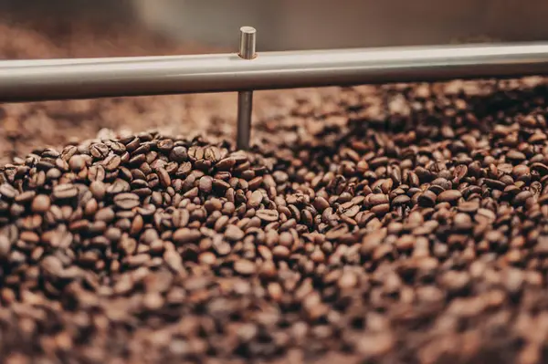 Taşıyıcı bantta kahve çekirdeği yığını.