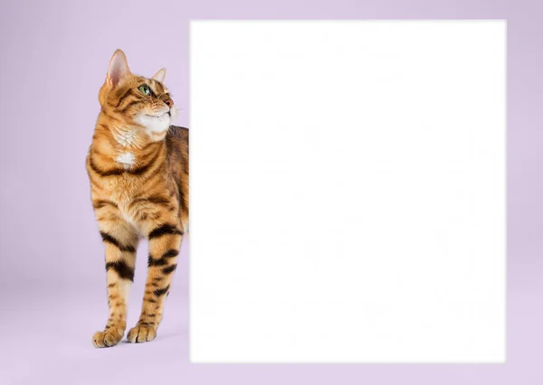 Μια Όμορφη Γάτα Στέκεται Πίσω Από Ένα Πανό Μωβ Φόντο — Φωτογραφία Αρχείου