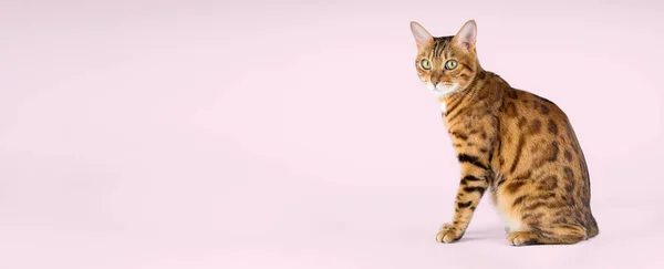 Retrato Gato Bengala Sobre Fundo Colorido Vista Lateral Espaço Cópia — Fotografia de Stock