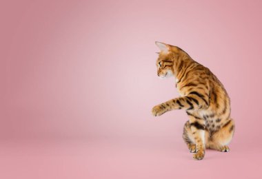 Soylu kedi renkli bir arka planda ön patisini kaldırdı. Boşluğu kopyala