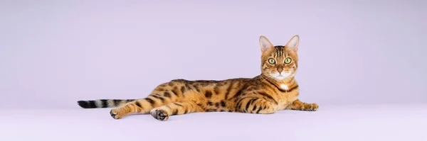 벵골짧은 고양이가 보라색 배경에 고립된 채쉬어야 고양이 광고의 — 스톡 사진