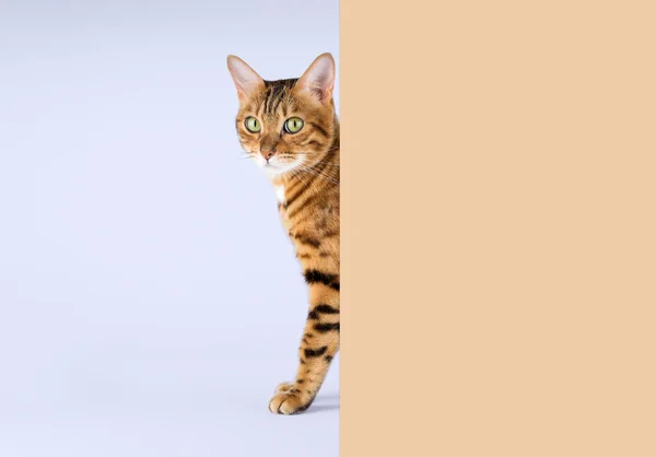 Bengal Cat Peeks Out Wall Pale Blue Background Copy Space — Stock Photo, Image