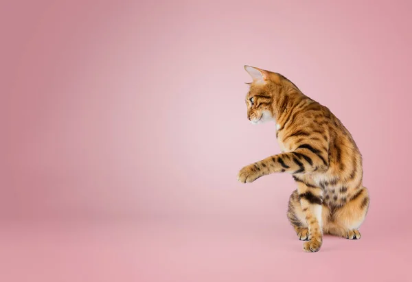페디그레 고양이는 색깔있는 배경을 가지고 앞발을 치켜들었다 — 스톡 사진