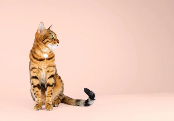 Kucing Bengal Sebuah Studio Foto Dengan Latar Belakang Oranye Salin — Stok Foto
