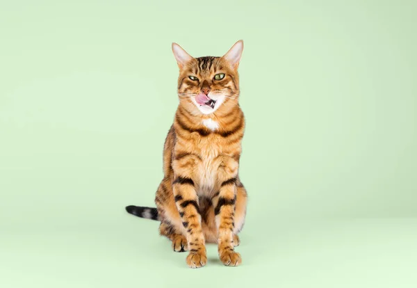 Funny Hungry Bengal Cat Licks His Lips Isolated Colored Background — Stock Photo, Image