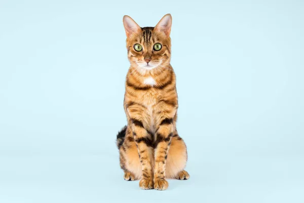 Kucing Benggala Pendek Melihat Kamera Pada Latar Belakang Biru Pandangan — Stok Foto