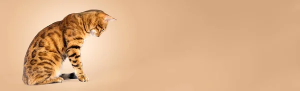 Retrato Gato Bengala Sobre Fondo Color Vista Lateral Espacio Copia — Foto de Stock