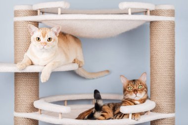 İki sevimli kedi (Burmese ve Bengal), minimalist bir iç mekanda çok katlı bir tırmalama direğinde yan yana yatarlar. Sıcak bir arkadaşlık ve samimiyet sahnesi..