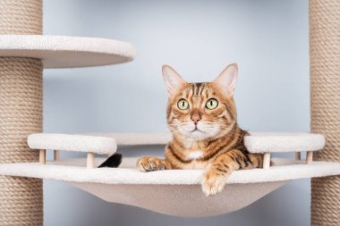 Saf bir Bengal kedisi, minimalist bir evin içindeki bir kedi ağacında dinlenir. Evcil hayvan markaları ve yaşam tarzı içeriği için mükemmel.