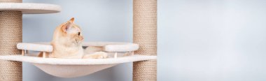 Safkan bir Birmanya kedisi minimalist bir iç mekandaki bir kedi ağacının üzerinde rahatlar. Evcil hayvan markaları ve yaşam tarzı içeriği için mükemmel.
