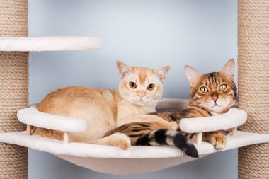 İki sevimli kedi (Burmese ve Bengal), minimalist bir iç mekanda çok katlı bir tırmalama direğinde yan yana yatarlar. Sıcak bir arkadaşlık ve samimiyet sahnesi..